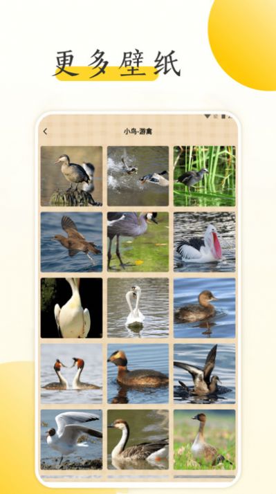 小鸟壁纸大全app[图2]