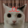 猫猫惊魂2OL